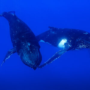 Two humpback whales swimming side by side in deep blue, white pectoral patch, Moorea, Society Islands, French Polynesia