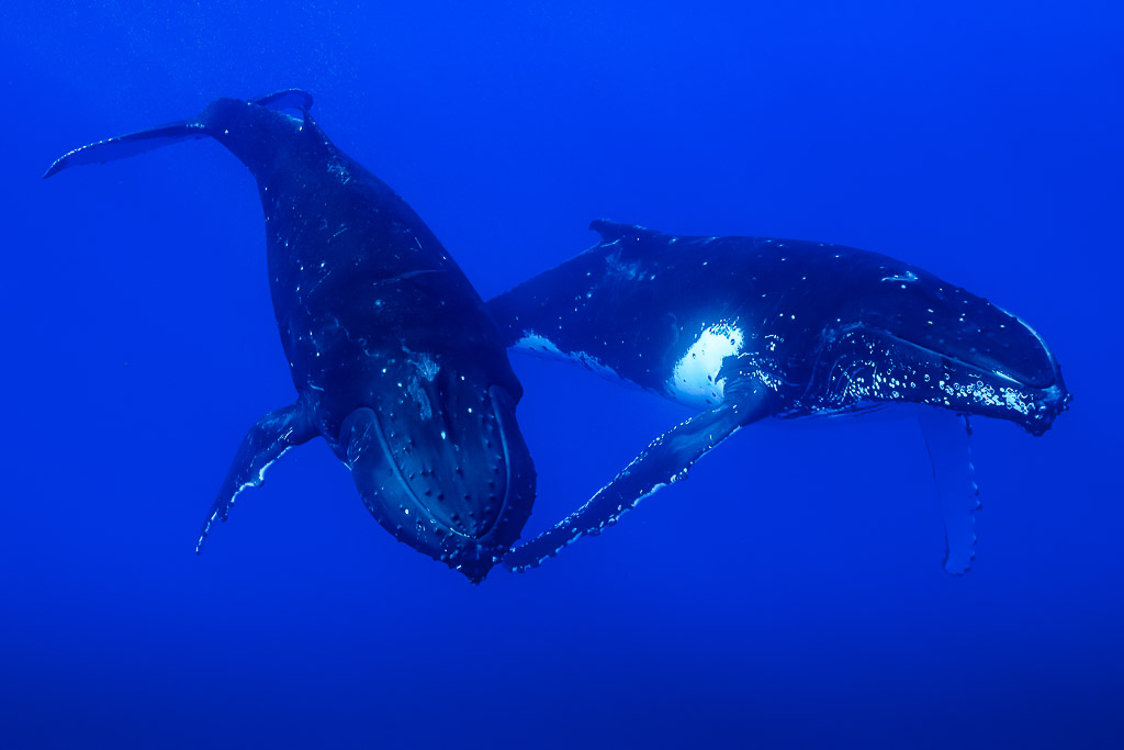 Two humpback whales swimming side by side in deep blue, white pectoral patch, Moorea, Society Islands, French Polynesia