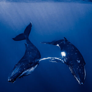 Two humpback whales crossing in dark blue water under sun rays, Moorea, Society Islands, French Polynesia