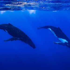 Two humpback whales descending in parallel below the surface, Moorea, Society Islands, French Polynesia