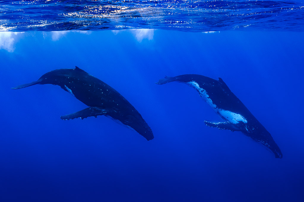 Deux baleines à bosse descendant en parallèle sous la surface, Moorea, îles de la Société, Polynésie française