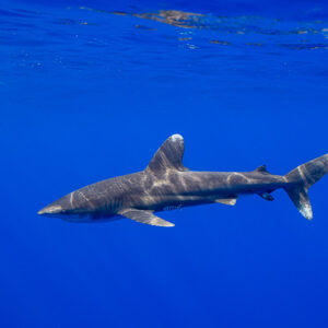 Oceanic whitetip shark with light patterns on its back just below the surface, Society Islands, French Polynesia
