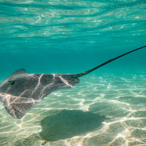 Pink whipray gliding over rippled sand in shallow turquoise lagoon water, Moorea, Society Islands, French Polynesia