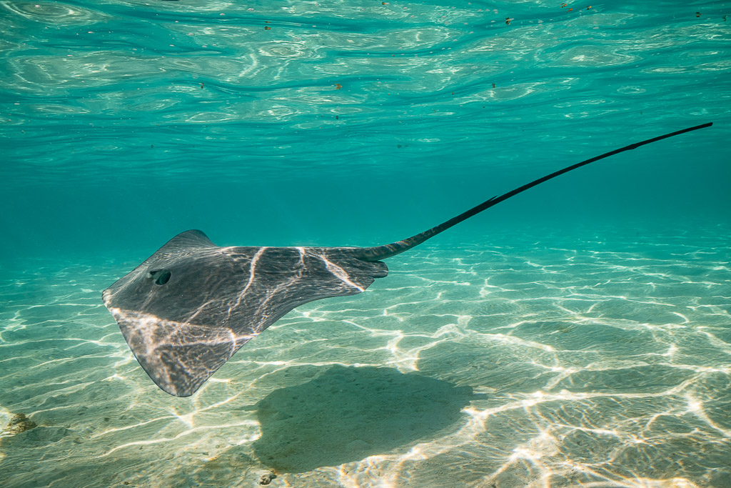 Pink whipray gliding over rippled sand in shallow turquoise lagoon water, Moorea, Society Islands, French Polynesia