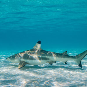 Blacktip reef shark swimming over white sand in a shallow turquoise lagoon, Society Islands, French Polynesia