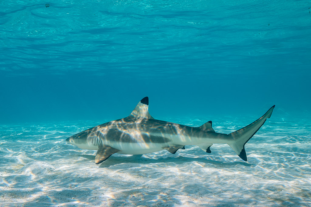 Blacktip reef shark swimming over white sand in a shallow turquoise lagoon, Society Islands, French Polynesia