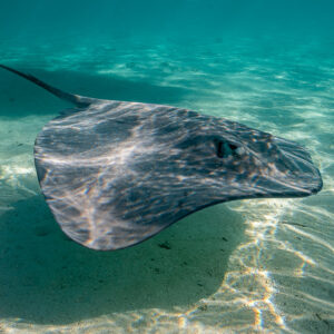 Pink whipray close to the camera over sunlit sand, its shadow below, Moorea, Society Islands, French Polynesia