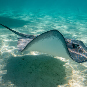 Pink whipray banking to show its white underside over lagoon sand, Moorea, Society Islands, French Polynesia