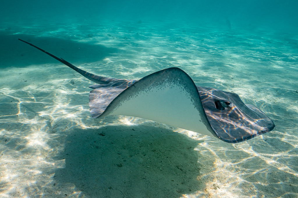 Pink whipray banking to show its white underside over lagoon sand, Moorea, Society Islands, French Polynesia