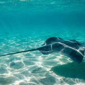 Pink whipray swimming away over rippled sand, long tail trailing, Moorea, Society Islands, French Polynesia