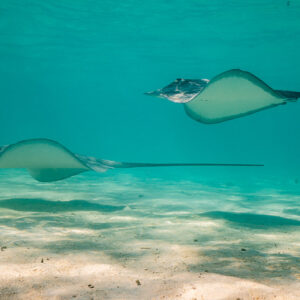 Two pink whiprays gliding above the sandy lagoon floor, Moorea, Society Islands, French Polynesia