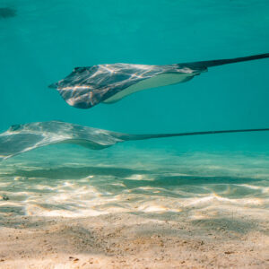 Two pink whiprays swimming one above the other in shallow lagoon water, Moorea, Society Islands, French Polynesia