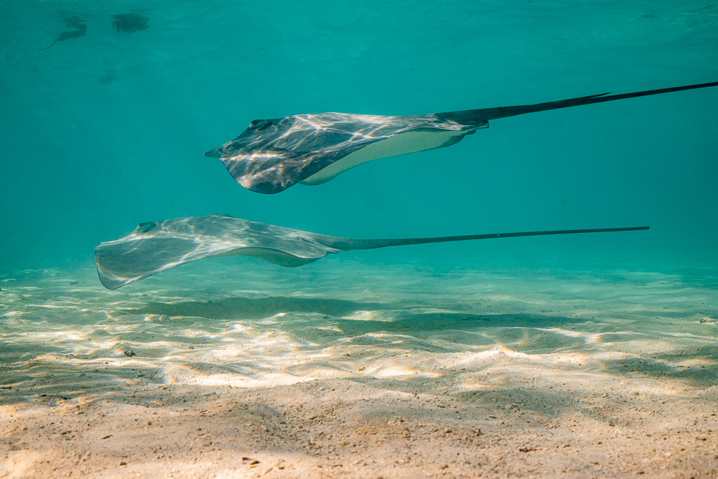 Deux pastenagues fai nageant l’une au-dessus de l’autre dans l’eau peu profonde du lagon, Moorea, îles de la Société, Polynésie française