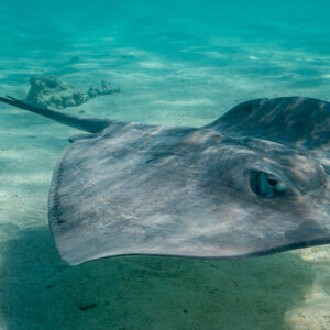 Close-up of a pink whipray swimming over sand toward the camera, Moorea, Society Islands, French Polynesia