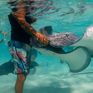 Man standing in the lagoon handling pink whiprays among sergeant majors and trevallies, Moorea, Society Islands, French Polynesia