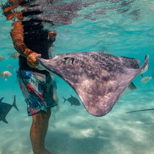 Man holding a pink whipray in the shallow lagoon among fish, vertical frame, Moorea, Society Islands, French Polynesia