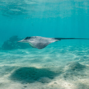 Pink whipray gliding above the sand in sunlit turquoise lagoon water, Moorea, Society Islands, French Polynesia