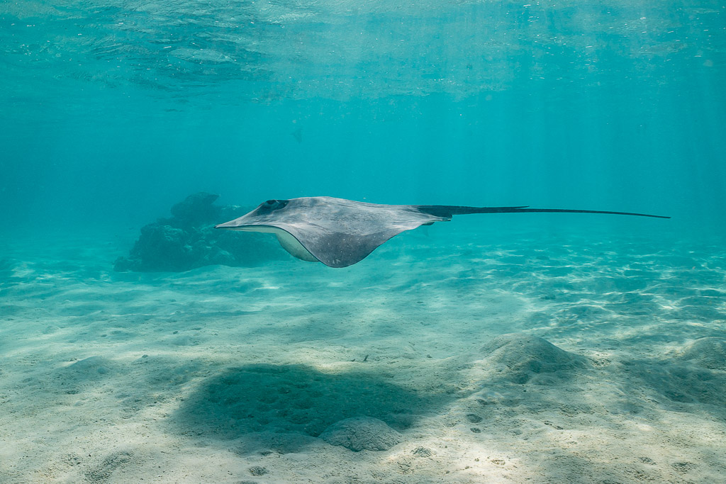 Pink whipray gliding above the sand in sunlit turquoise lagoon water, Moorea, Society Islands, French Polynesia