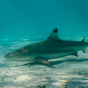 Blacktip reef shark cruising low over lagoon sand, side view, Society Islands, French Polynesia