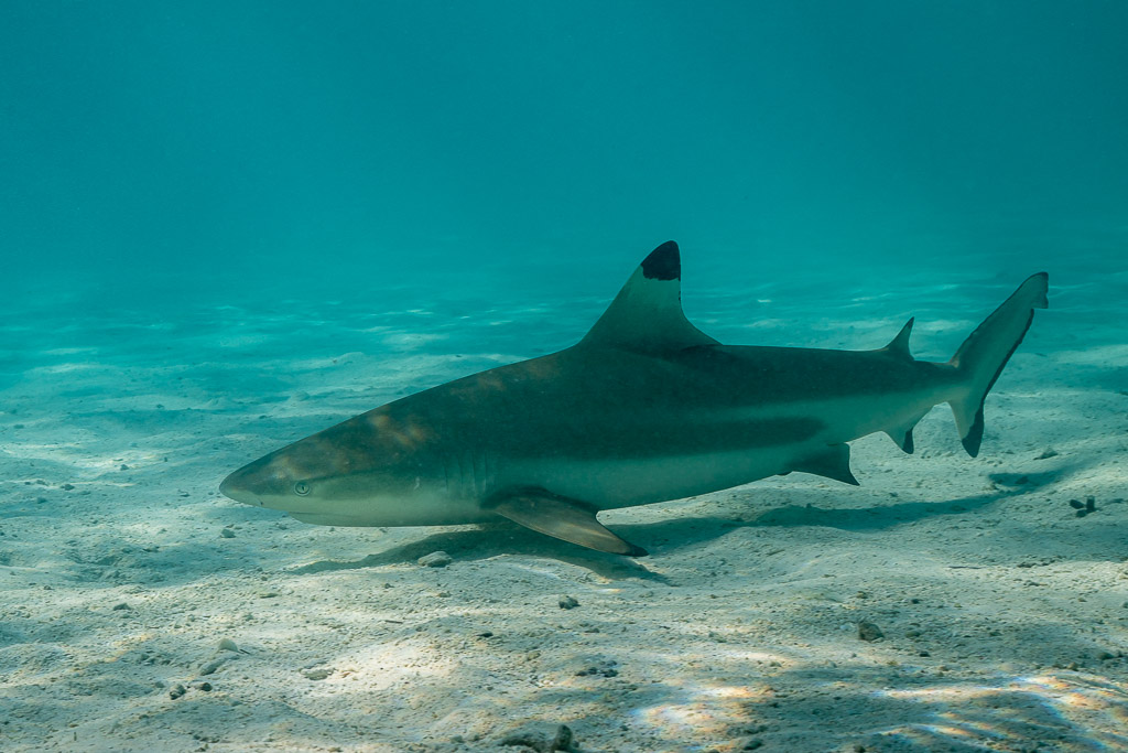 Blacktip reef shark cruising low over lagoon sand, side view, Society Islands, French Polynesia