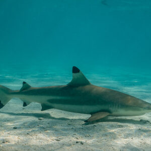 Blacktip reef shark swimming right to left over shallow lagoon sand, Society Islands, French Polynesia