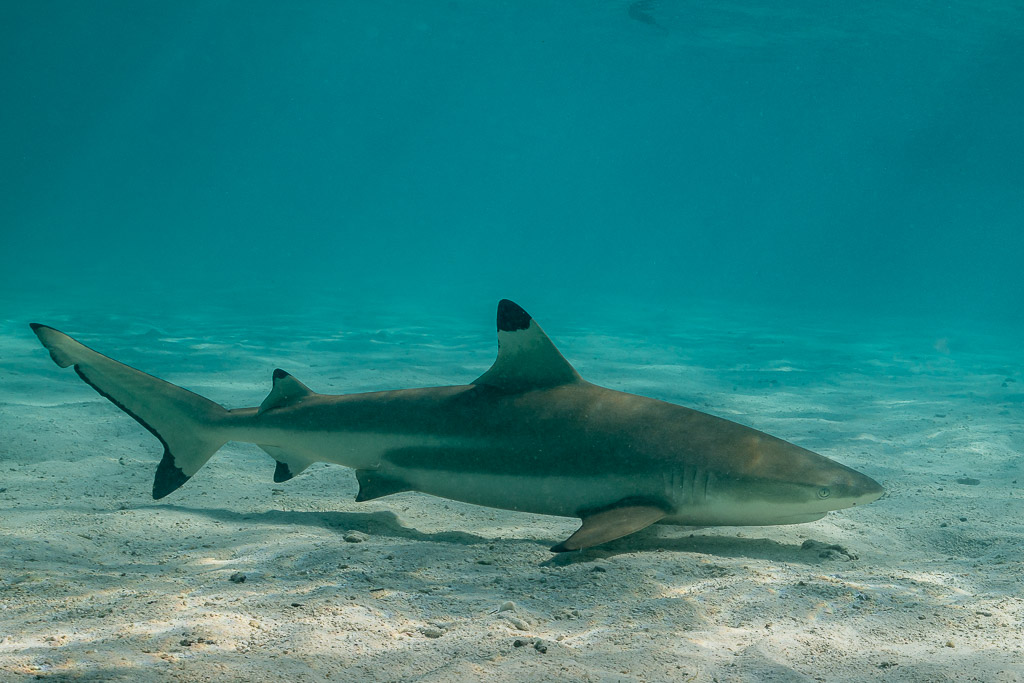 Blacktip reef shark swimming right to left over shallow lagoon sand, Society Islands, French Polynesia