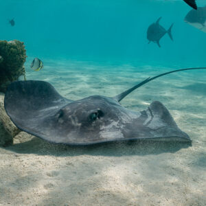 Pink whipray resting on sand beside a coral head with trevallies passing above, Moorea, Society Islands, French Polynesia