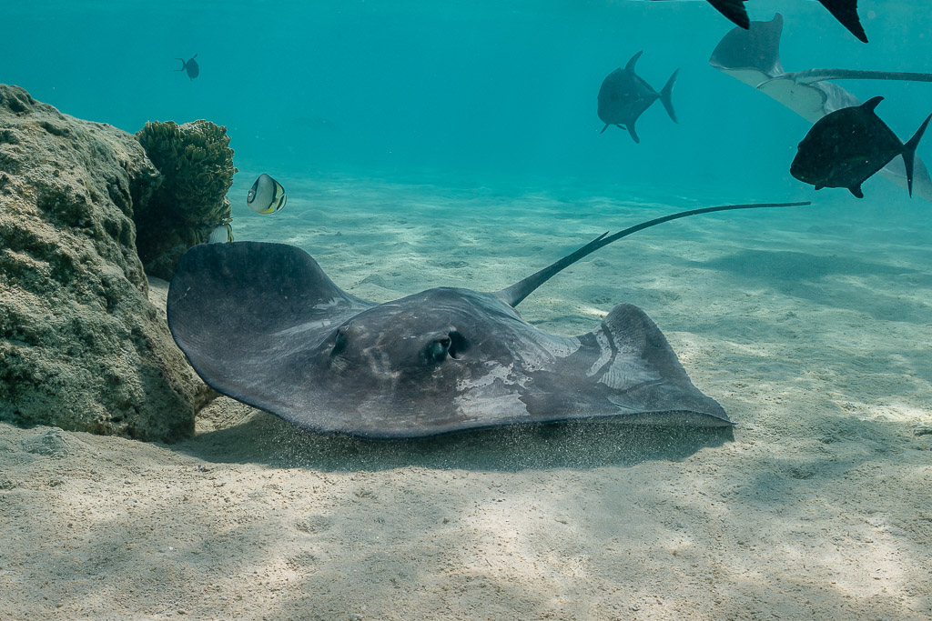 Pink whipray resting on sand beside a coral head with trevallies passing above, Moorea, Society Islands, French Polynesia