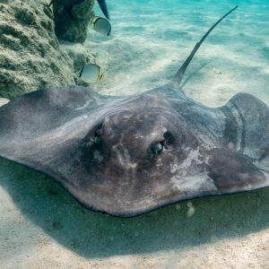 Pink whipray on the sand facing the camera near a coral head, close view, Moorea, Society Islands, French Polynesia