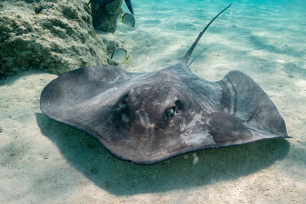 Pastenague fai sur le sable face à l’objectif près d’une patate de corail, vue rapprochée, Moorea, îles de la Société, Polynésie française