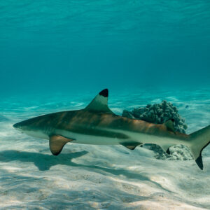 Blacktip reef shark passing a coral head in the shallow lagoon, Society Islands, French Polynesia