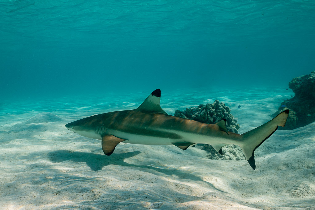Blacktip reef shark passing a coral head in the shallow lagoon, Society Islands, French Polynesia