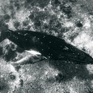 Black-and-white humpback whale swimming over a shallow reef, seen from above, Moorea, Society Islands, French Polynesia
