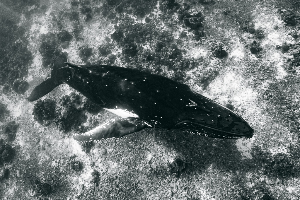 Baleine à bosse en noir et blanc nageant au-dessus d’un récif peu profond, vue de dessus, Moorea, îles de la Société, Polynésie française