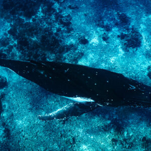 Baleine à bosse nageant au-dessus d’un récif turquoise peu profond, vue de dessus, Moorea, îles de la Société, Polynésie française