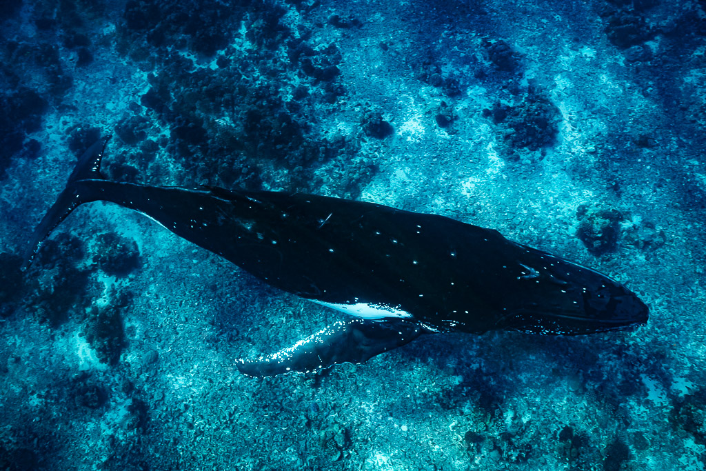 Baleine à bosse nageant au-dessus d’un récif turquoise peu profond, vue de dessus, Moorea, îles de la Société, Polynésie française