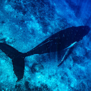 Baleine à bosse glissant au-dessus du récif sous les rayons du soleil, caudale déployée, Moorea, îles de la Société, Polynésie française