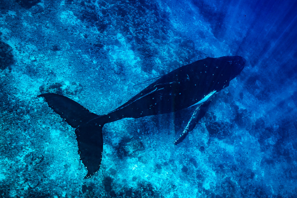 Baleine à bosse glissant au-dessus du récif sous les rayons du soleil, caudale déployée, Moorea, îles de la Société, Polynésie française
