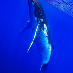 Baleine à bosse remontant à la verticale vers la surface, ventre blanc, cadrage vertical, Moorea, îles de la Société, Polynésie française