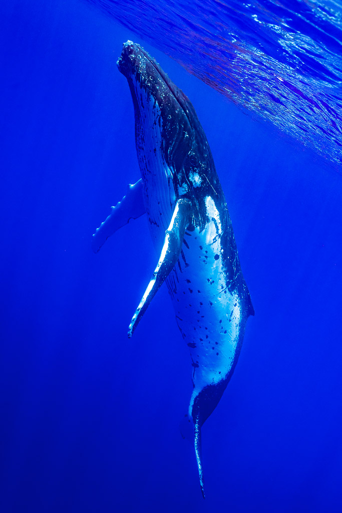 Baleine à bosse remontant à la verticale vers la surface, ventre blanc, cadrage vertical, Moorea, îles de la Société, Polynésie française