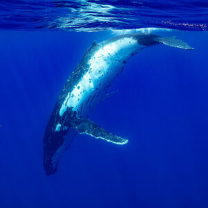 Baleine à bosse descendant depuis la surface, ventre pâle tacheté visible, Moorea, îles de la Société, Polynésie française