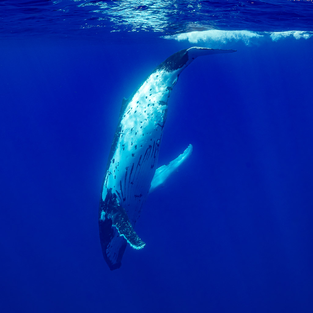 Humpback whale descending head-first below the surface, white underside, vertical frame, Moorea, Society Islands, French Polynesia