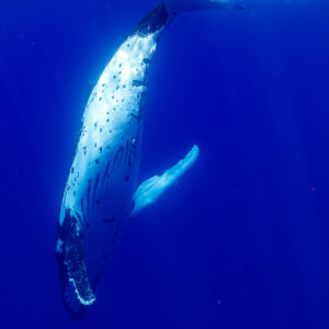 Baleine à bosse plongeant tête en bas pectorale ouverte, surface au-dessus, Moorea, îles de la Société, Polynésie française