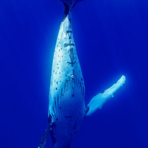 Baleine à bosse suspendue tête en bas, caudale près de la surface, Moorea, îles de la Société, Polynésie française