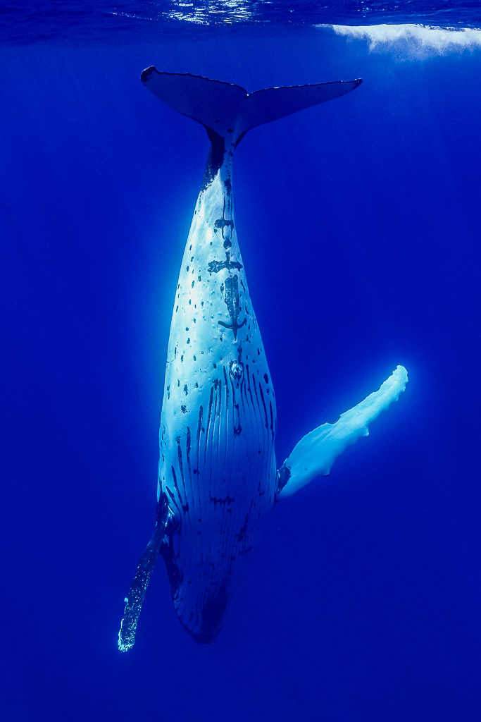 Baleine à bosse suspendue tête en bas, caudale près de la surface, Moorea, îles de la Société, Polynésie française