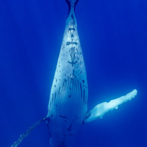 Humpback whale belly view hanging vertically, tail fluke at top of frame, Moorea, Society Islands, French Polynesia