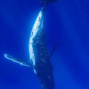 Baleine à bosse pivotant à la verticale dans le grand bleu, pectorales écartées, Moorea, îles de la Société, Polynésie française