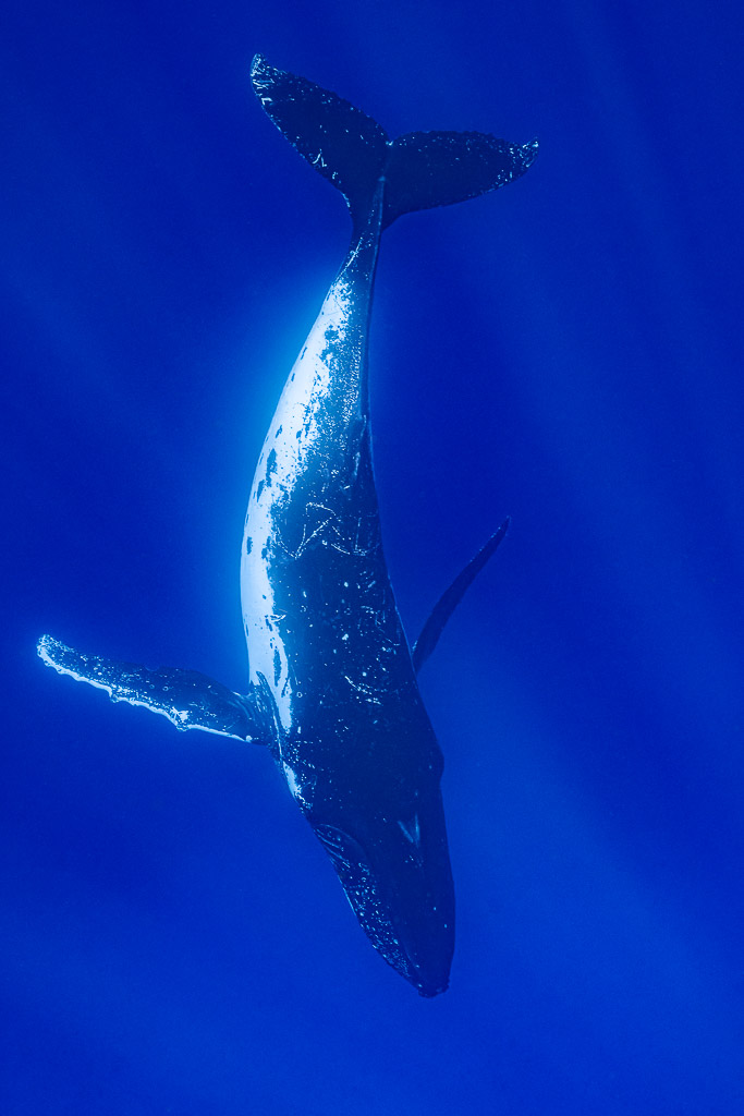 Baleine à bosse pivotant à la verticale dans le grand bleu, pectorales écartées, Moorea, îles de la Société, Polynésie française