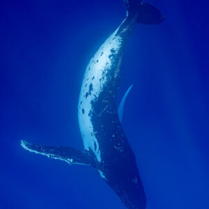 Baleine à bosse se tordant tête en bas dans le grand bleu, pectorale tendue, Moorea, îles de la Société, Polynésie française
