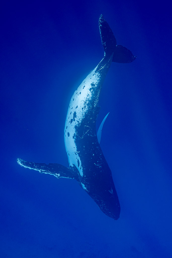 Baleine à bosse se tordant tête en bas dans le grand bleu, pectorale tendue, Moorea, îles de la Société, Polynésie française